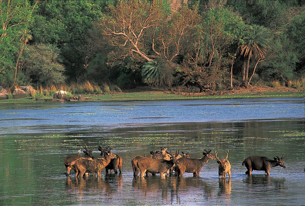 The Oberoi Vanyavilas Wildlife Resort, Ranthambhore Sawai Madhopur Buitenkant foto