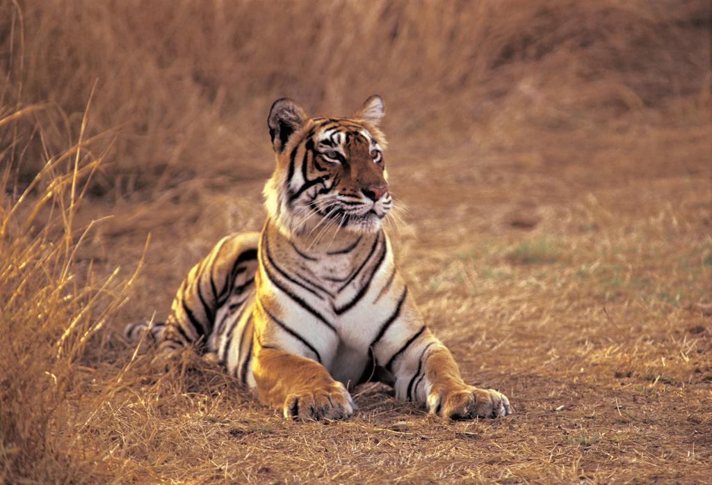 The Oberoi Vanyavilas Wildlife Resort, Ranthambhore Sawai Madhopur Buitenkant foto