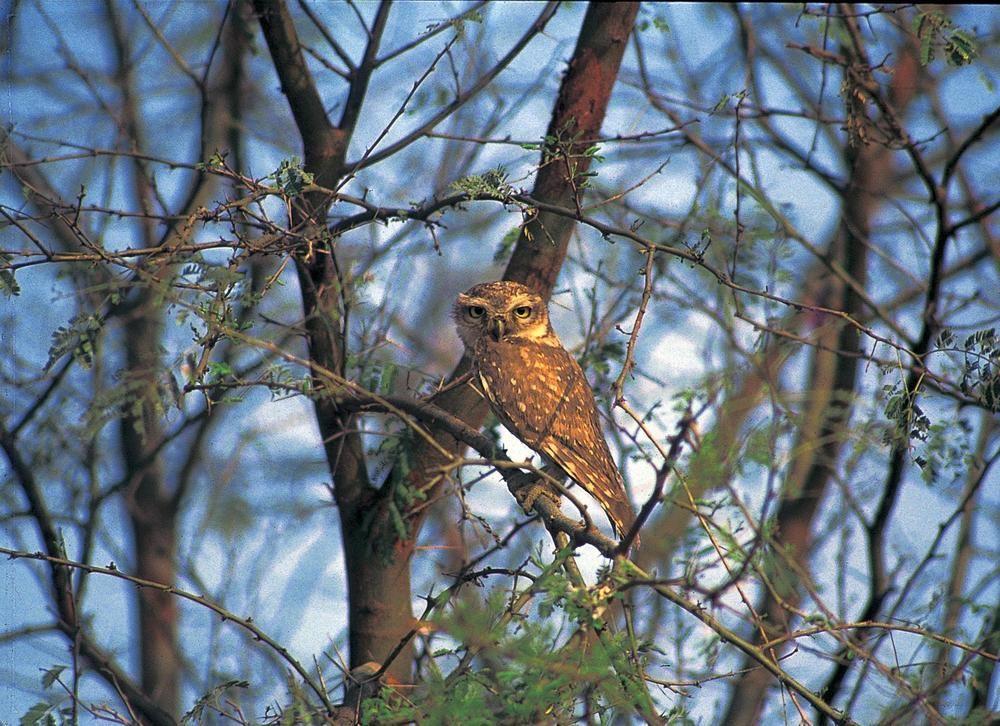 The Oberoi Vanyavilas Wildlife Resort, Ranthambhore Sawai Madhopur Buitenkant foto